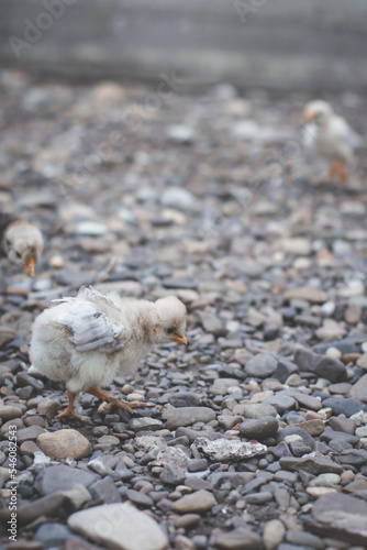 Close up of small white chick walking on stones