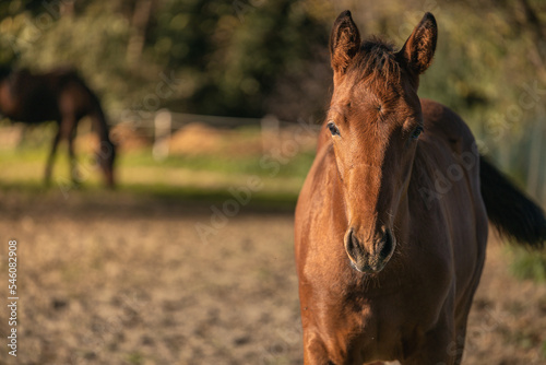 Portrait of cute little of foal stands in a Summer paddock