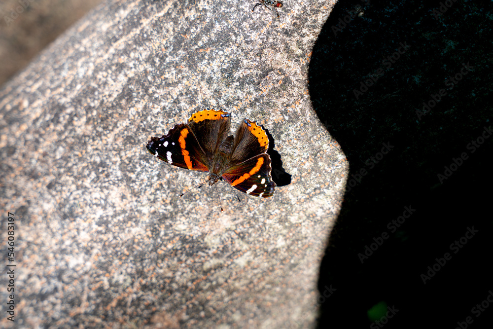 butterfly on a tree butterfly on a tree