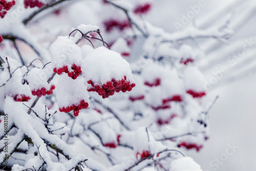 Snow-covered viburnum bush with red berries, viburnum in winter