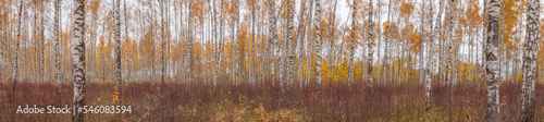 Panorama of a birch grove on a cloudy autumn day.
