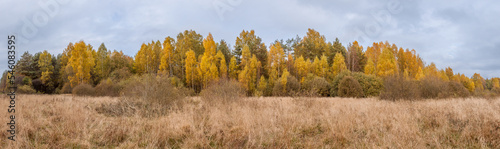 Panorama glade with dry grass and autumn forest. 