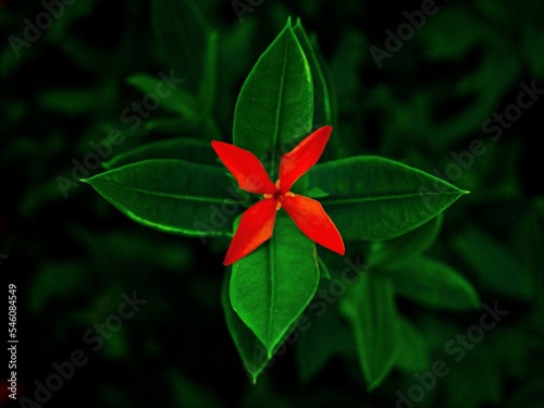 red and green leaves, showing us the beautiful simetry of nature. photo