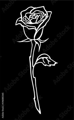 white contour drawing of a large rose flower on a black background, isolated element, decor