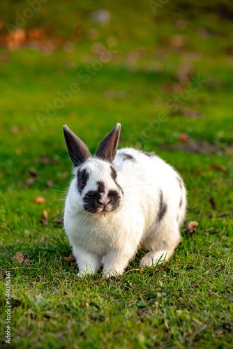 a black and white rabbit in the grass is a symbol of the Chinese new year 2023 and Easter