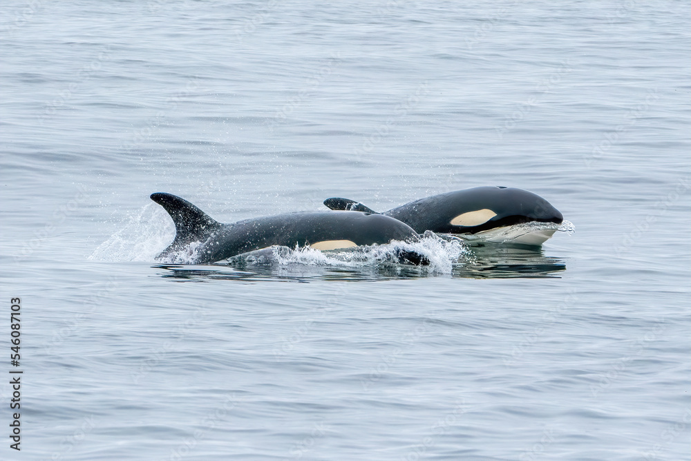 Fototapeta premium Killer Whale Orca swimming in Monterey Bay Marine Sanctuary