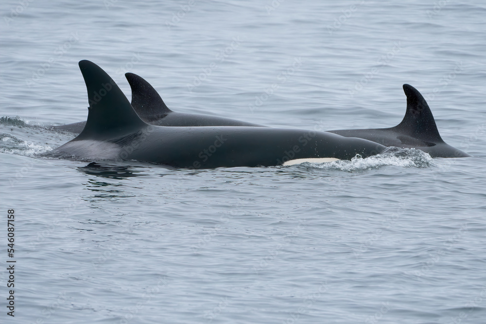 Naklejka premium Killer Whale Orca swimming in Monterey Bay Marine Sanctuary