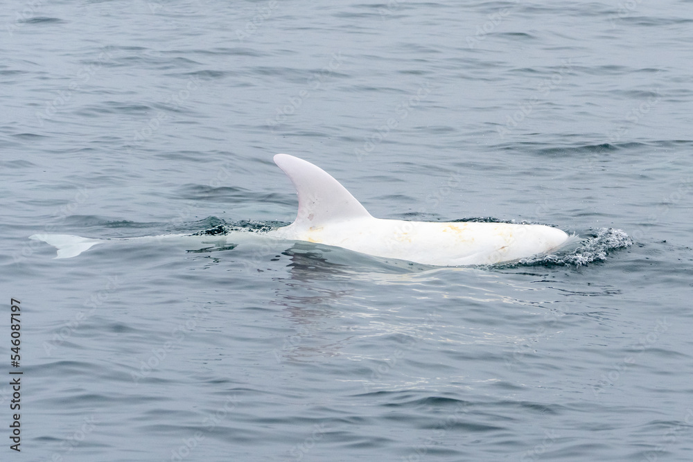 Naklejka premium A rare photo of Casper, an albino Risso's dolphin in the Monterey Bay Marine Sanctuary.