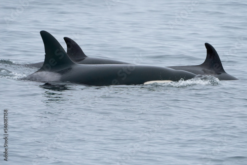 Killer Whale Orca swimming in Monterey Bay Marine Sanctuary