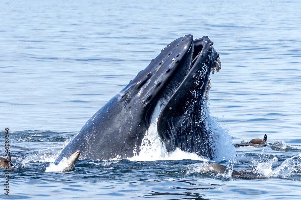 Fototapeta premium Humpback whales lunging and breaching