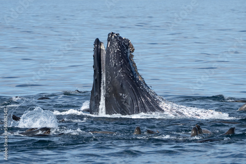 Humpback whales lunging and breaching © kcapaldo
