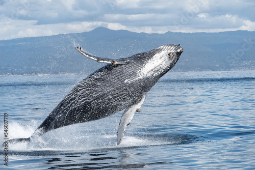 Humpback whales lunging and breaching © kcapaldo