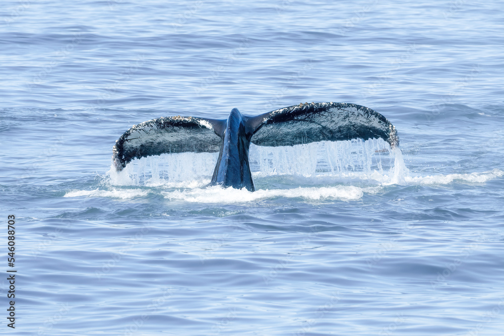 Fototapeta premium Killer Whale Orca swimming in Monterey Bay Marine Sanctuary