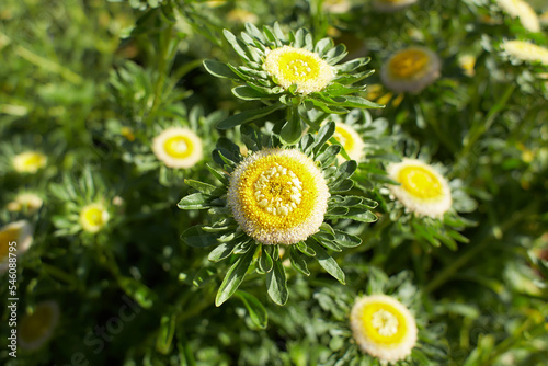 Yellow flowers asteraceae callistephus chine hulk in the garden. Summer and spring time