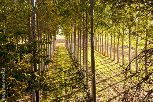Poplar tree grove with evening light at sunset, tree rows top view vision in coltivazione nella pianura padana in Piedmont, italy photo