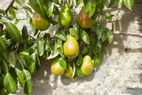 Green fruits of rosaceae pyrus communis louise bonne of jeses in the garden