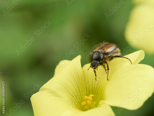 Small beetle on a yellow flower. Genus Chasmatopterus    © Macronatura.es