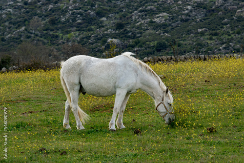 white horse grazing in the Sierra de Madrid Spain