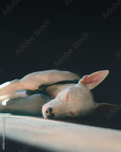 Cute dog sleeping