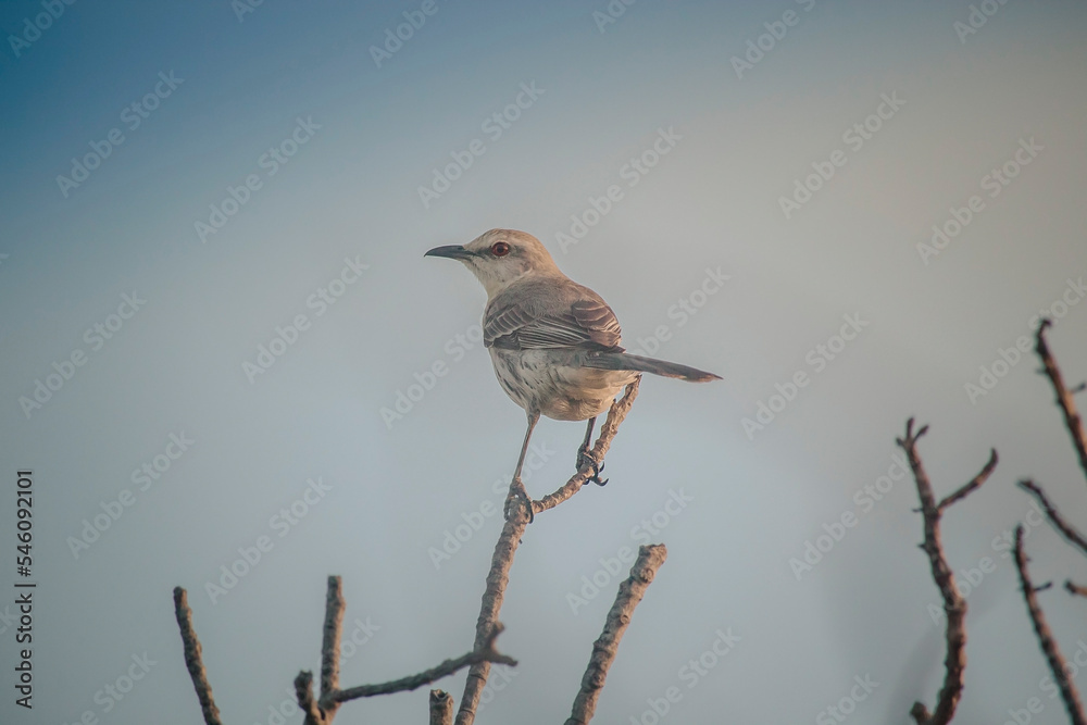 Little Lonely Bird on the Tree Branch Little Lonely Bird on the Tree Branch