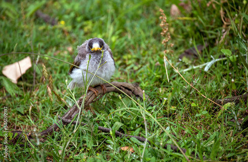 Australian Noisy Miner (Manorina melanocephala) photo