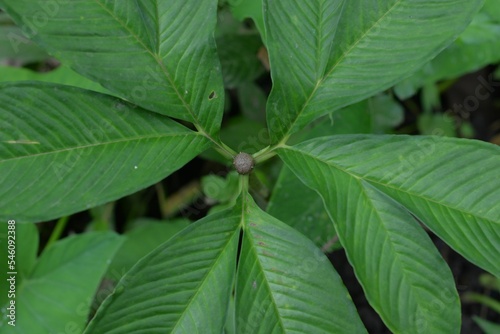 Closeup of fresh green porang (Amorphophallus muelleri) leaves in a garden photo