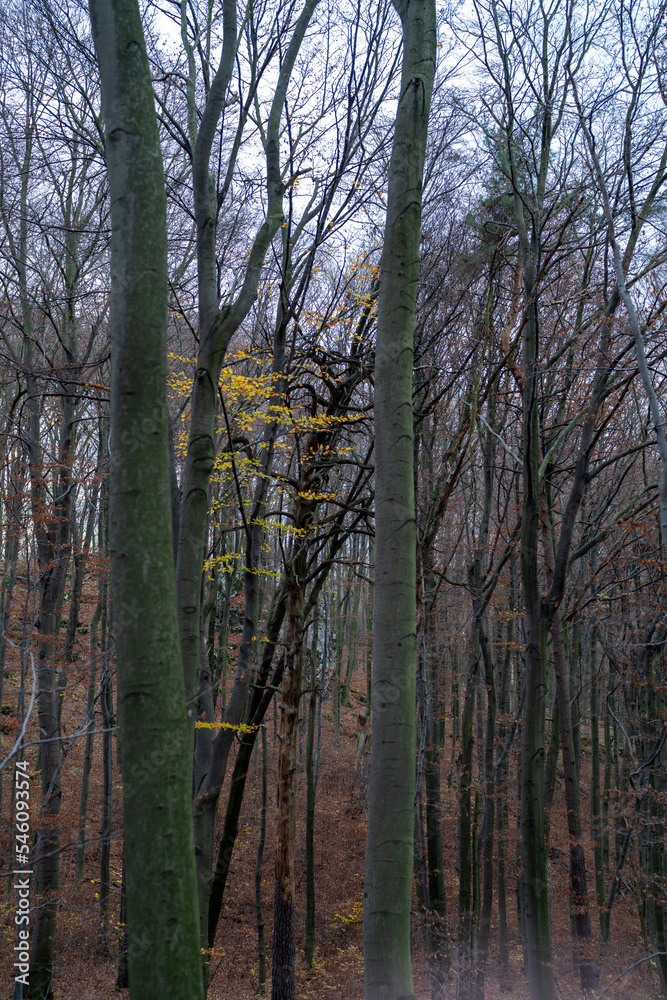 młode drzewo liściaste z żółtymi liściami pośrodku lasu - obrazy, fototapety, plakaty 