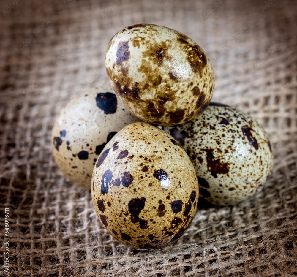 Fototapeta premium quail eggs close-up in a dark key