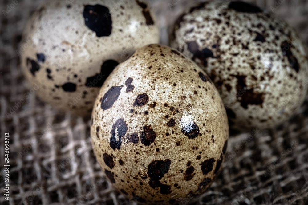 quail eggs close-up in a dark key quail eggs close-up in a dark key