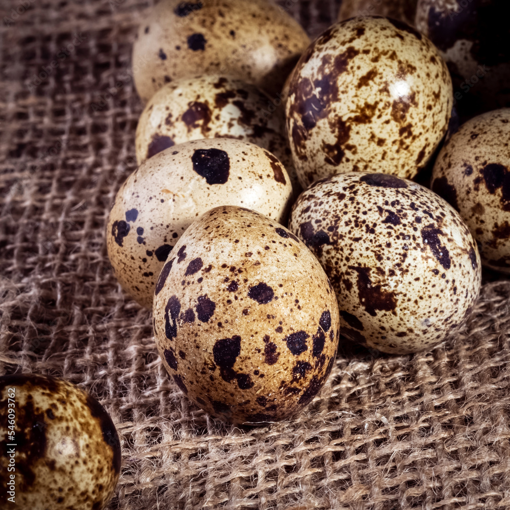 quail eggs close-up in a dark key quail eggs close-up in a dark key