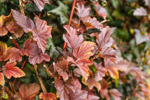 Bush with red leaves outdoors, closeup