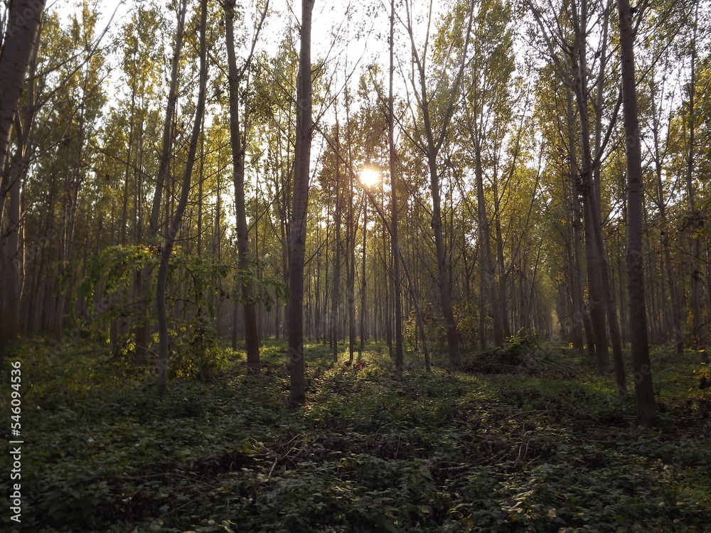 Fototapeta premium The young forest along the river Danube. The forest along the river Danube in the dry part of the year near the town of Novi Sad 