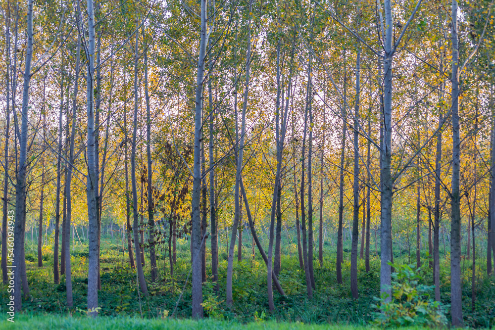 The young forest along the river Danube. The forest along the river Danube in the dry part of the year near the town of Novi Sad The young forest along the river Danube. The forest along the river Danube in the dry part of the year near the town of Novi Sad