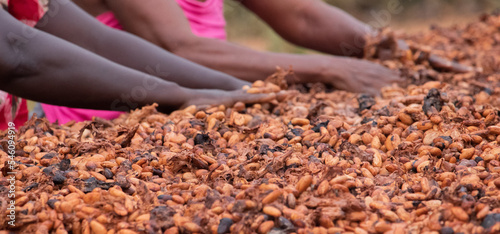produit du cacao de bonne qualité.Séchage des fèves de cacao .séchage de cacao par des femmes au au ghana (kumassi) photo
