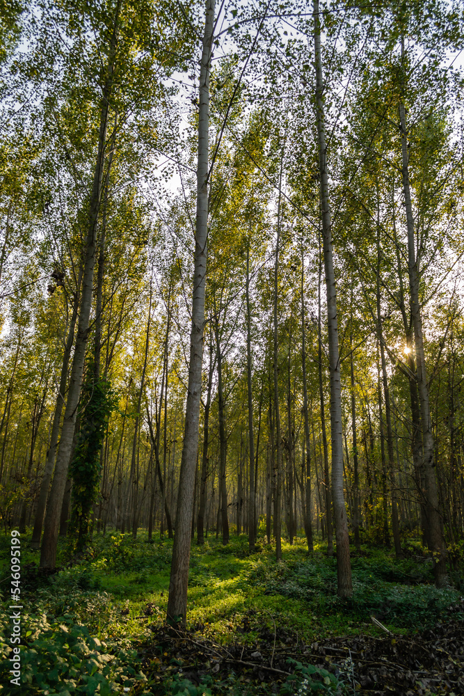 Obraz premium The young forest along the river Danube. The forest along the river Danube in the dry part of the year near the town of Novi Sad 