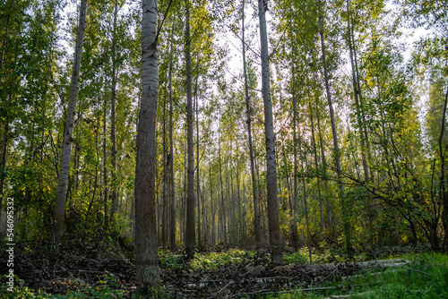 The young forest along the river Danube. The forest along the river Danube in the dry part of the year near the town of Novi Sad 