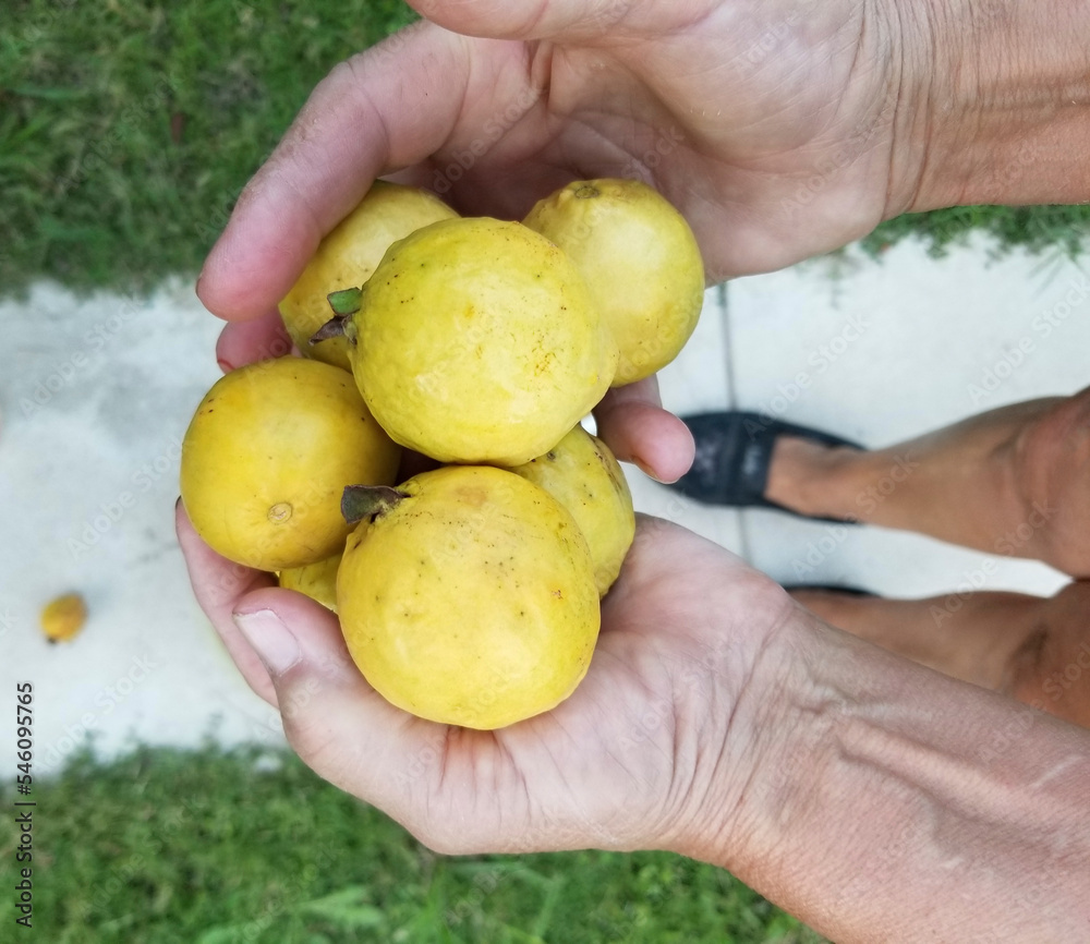 guavas in hands guavas in hands