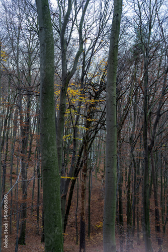 młode drzewo liściaste z żółtymi liściami pośrodku lasu