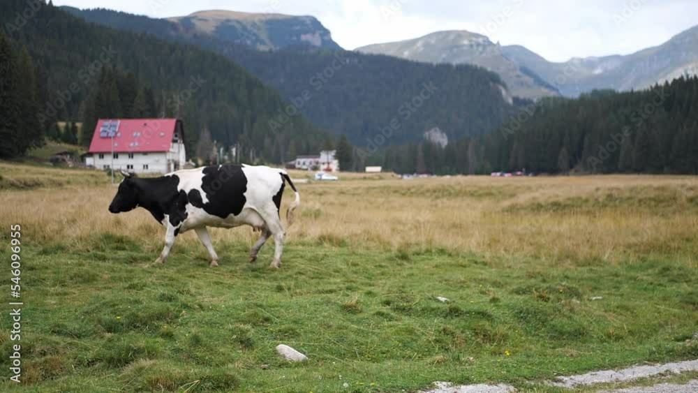 Beautiful mountain cows graze on the green grass of the Alps. Traveling and relaxing.
Beautiful mountain cows graze on the green grass of the Alps. Traveling and relaxing.