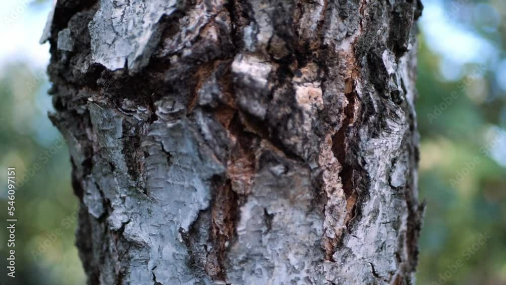 The texture of tree trunk in the forest Close up of texture of an old oak tree bark.
The texture of tree trunk in the forest Close up of texture of an old oak tree bark.