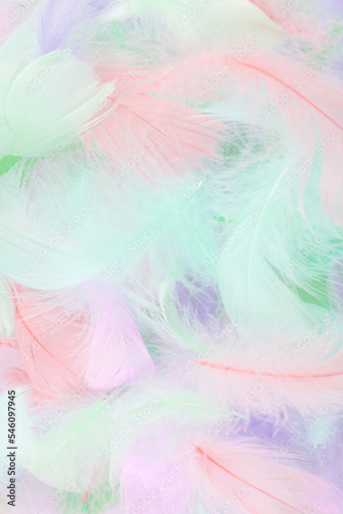 Colorful feather background, top view. Colorful feather background, top view.