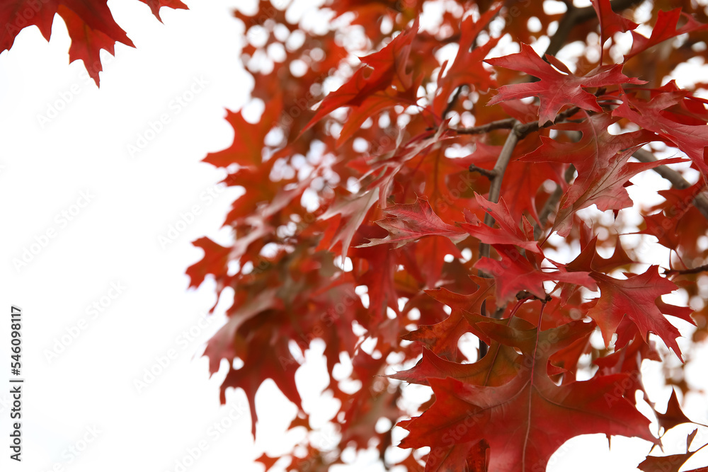 Tree with red leaves in autumn park, closeup Tree with red leaves in autumn park, closeup