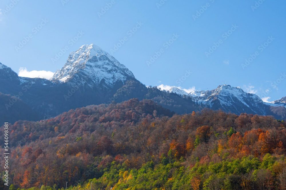 Autumn landscape with mountain range green, yellow red foliage of forest trees illuminated by the sun. High mountains with snow capped peaks and firs in a blue haze.