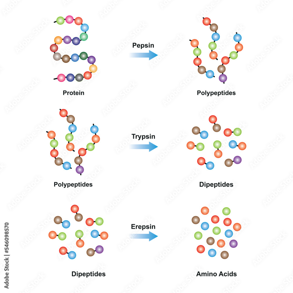 Vetor de Scientific Designing of Protein digestion. Pepsin, Trypsin and