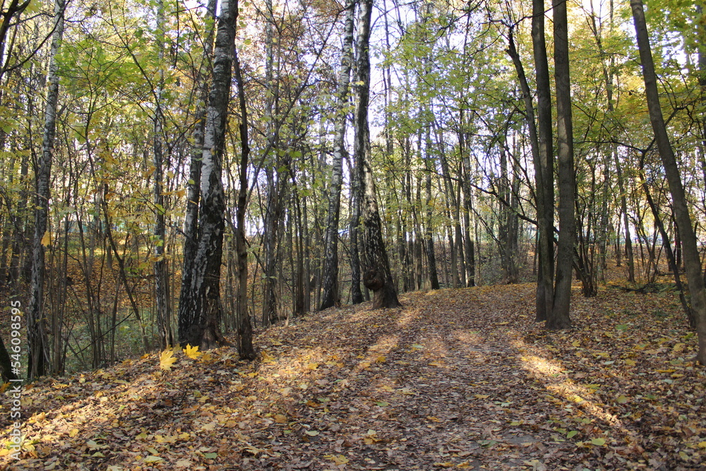 autumn in the forest autumn in the forest