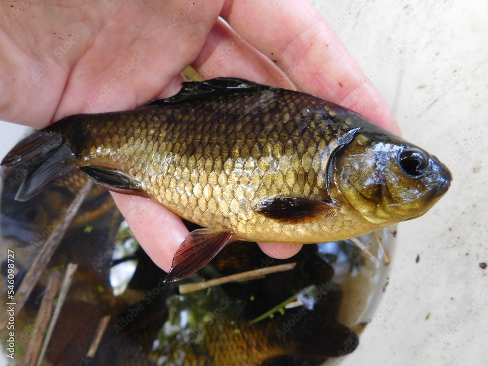 crucian carp is a medium-sized member of the common carp family ...