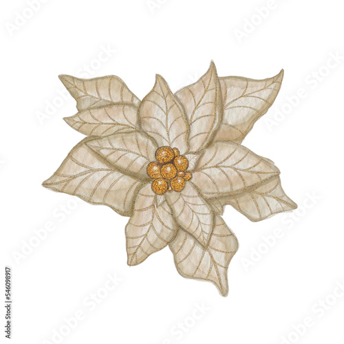 Poinsettia flower. Watercolor elegnt Christmas flower in golden color. Design for a winter holidays greeting cards  posters  banners