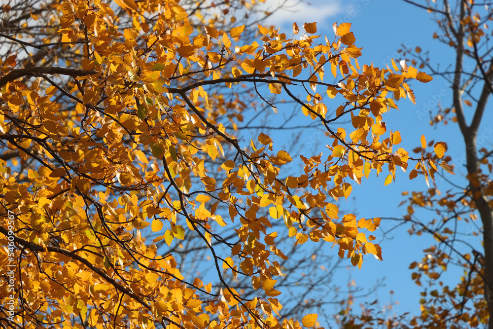 Colorful autumn leaves on a tree. Selective focus. Colorful autumn leaves on a tree. Selective focus.