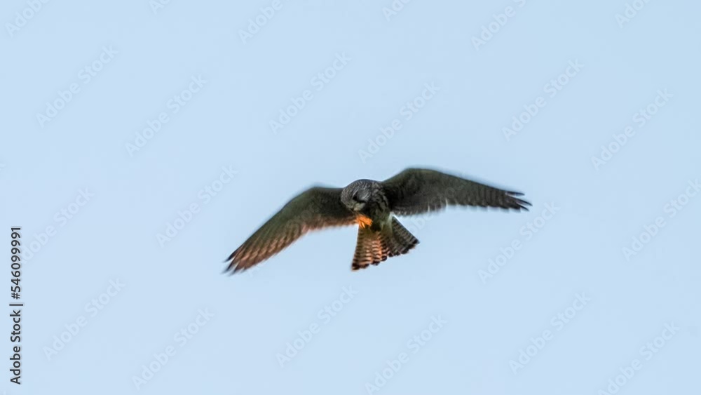 detailed front view close up of a kestrel (Falco tinnunculus) bird of prey hovering in clear blue sky, Wilts UK detailed front view close up of a kestrel (Falco tinnunculus) bird of prey hovering in clear blue sky, Wilts UK