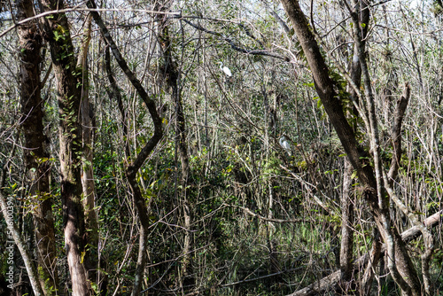 Big Cypress National Preserve © Allison